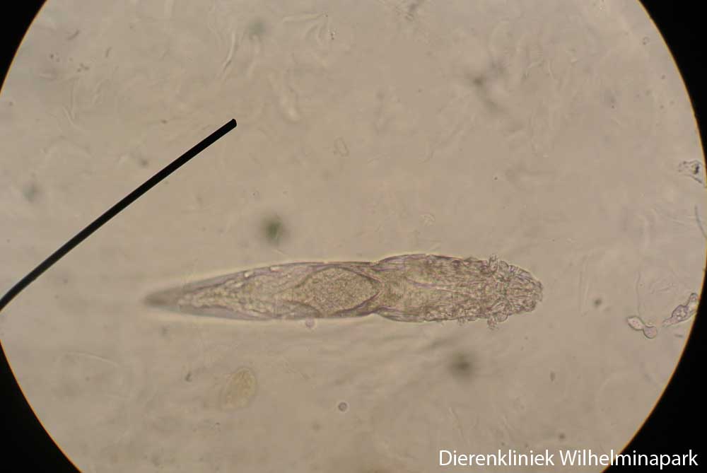 Demodex mijt onder de microscoop